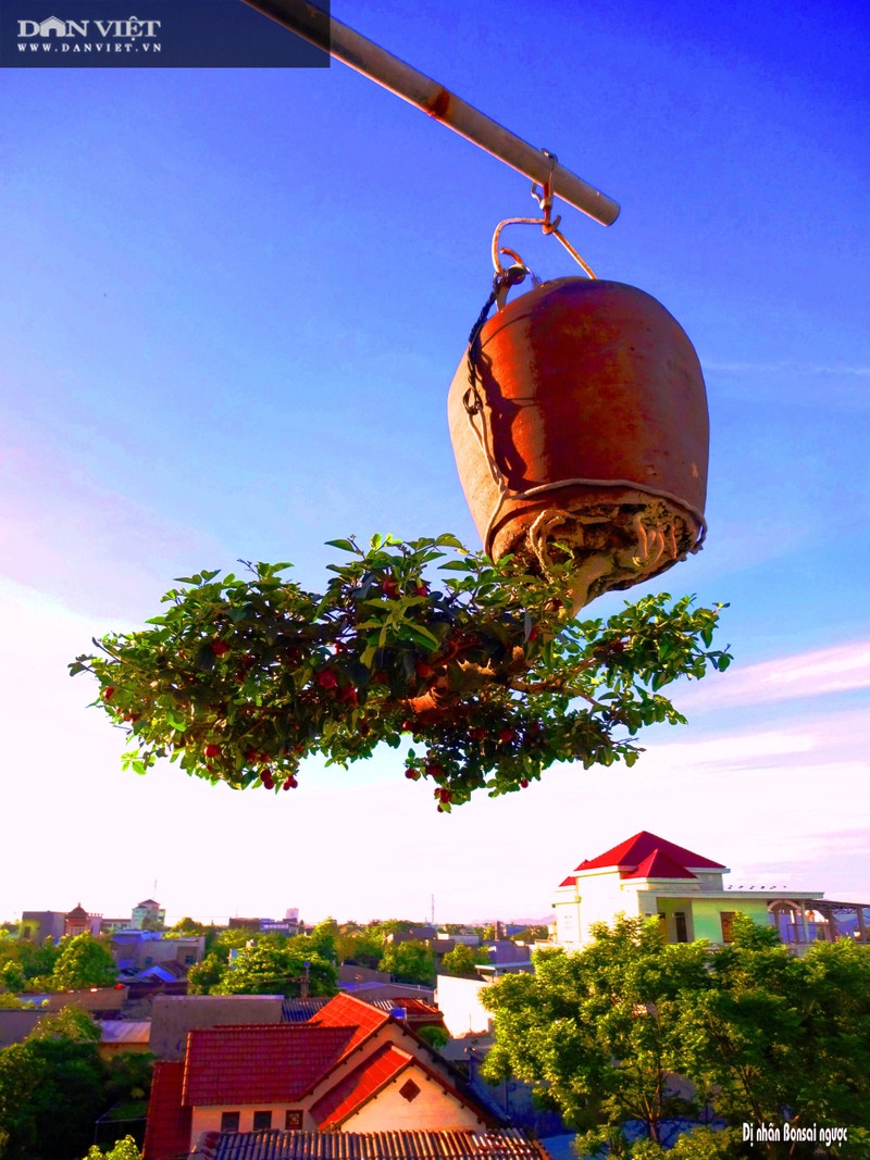 Hang tram cay bonsai moc nguoc duoc xac nhan ky luc Viet Nam-Hinh-4