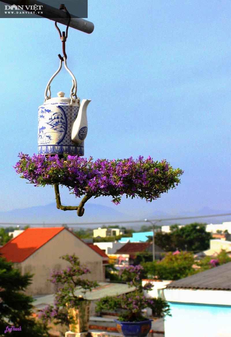 Hang tram cay bonsai moc nguoc duoc xac nhan ky luc Viet Nam-Hinh-5