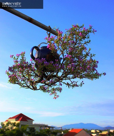 Hang tram cay bonsai moc nguoc duoc xac nhan ky luc Viet Nam