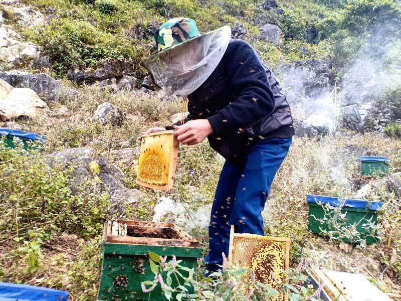 Mat ong bac ha xin, tien trieu van kho mua-Hinh-9