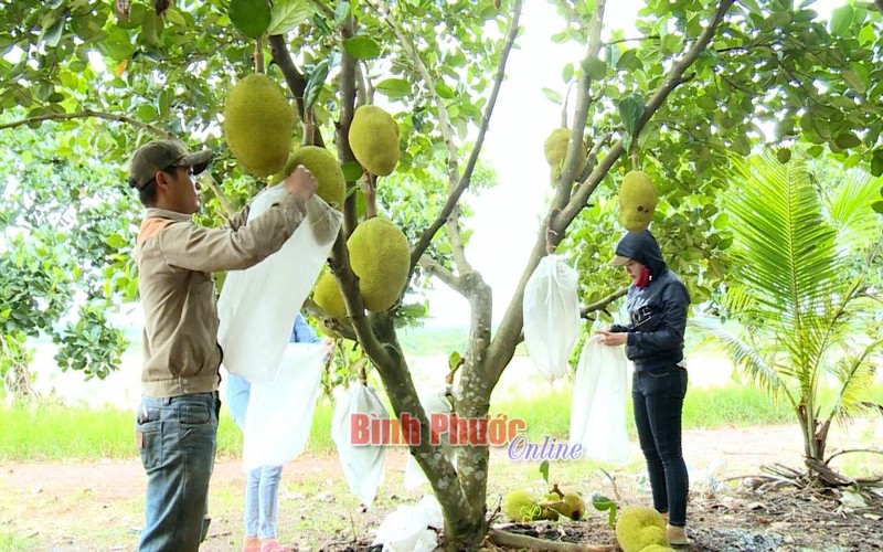 Trong mit Thai la bang thu lai lon-Hinh-2