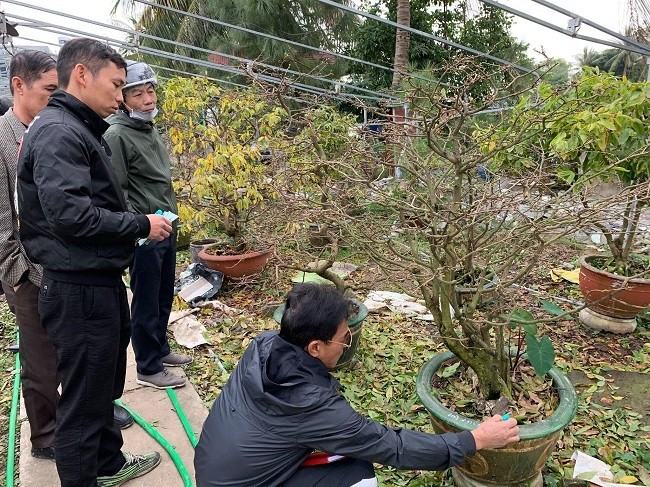 Nong dan dieu khien vuon mai Yen Tu ra hoa dip Tet thu ty dong-Hinh-5