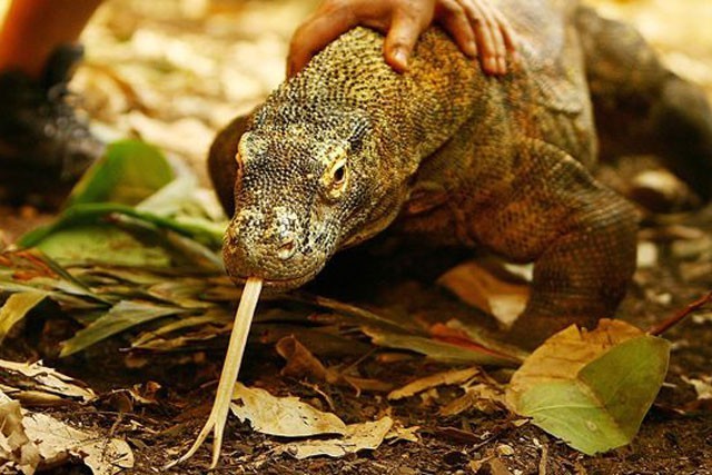 10 su that dang ngac nhien ve rong Komodo-Hinh-9