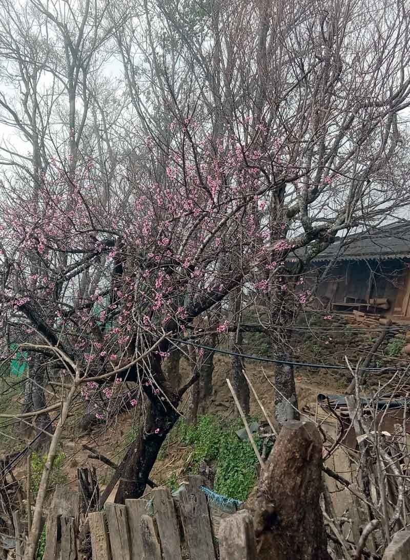 Dia phuong doi truy xuat nguon goc hoat dong mua ban dao rung-Hinh-3