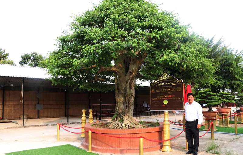 Cay sanh bonsai co duong kinh tan lon nhat Viet Nam