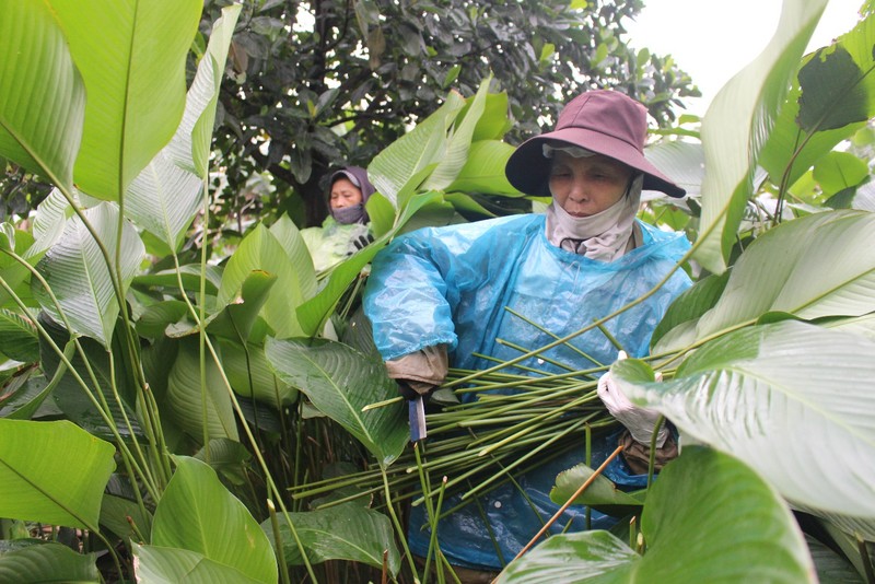 Ngoi lang co 400 nam trong la dong o Ha Noi-Hinh-5