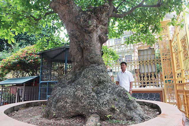 Cay loc vung tich tu phat loc thu hut nguoi yeu cay-Hinh-2