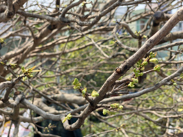 Cay mai tram tuoi, dai gia tra gia tien ty van khong ban-Hinh-3