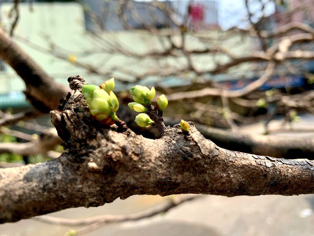 Cay mai tram tuoi, dai gia tra gia tien ty van khong ban-Hinh-4