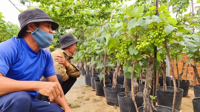 Ninh Thuan: Nho canh thu hut nguoi choi trong dip Tet