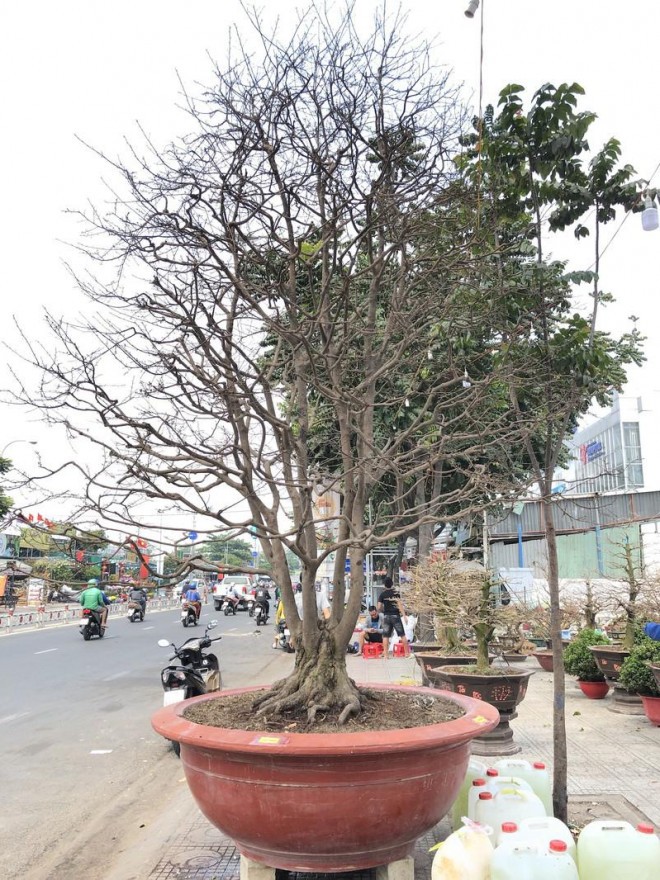 Ngam cu mai ngu phuc hon tram tuoi gia 1,9 ti o TP.HCM-Hinh-3