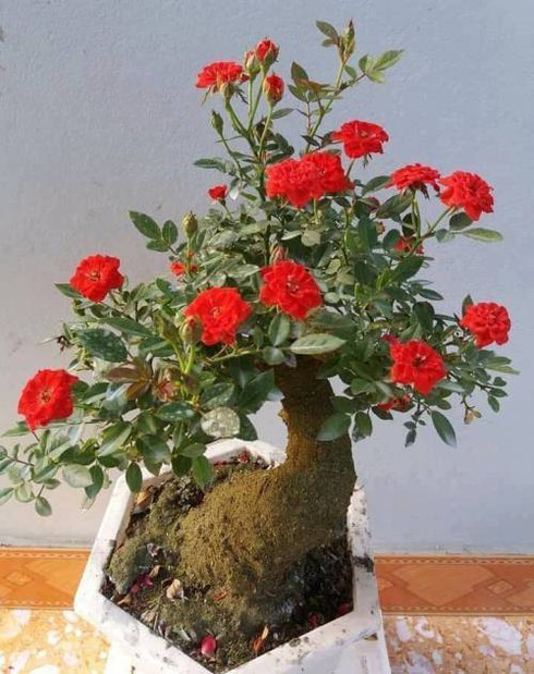 Tao bonsai no hoa dam but, hai duong chi chit nu keo 502-Hinh-5