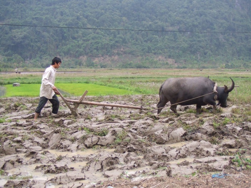 Nam Tan Suu tan man doi dieu ve trau-Hinh-4