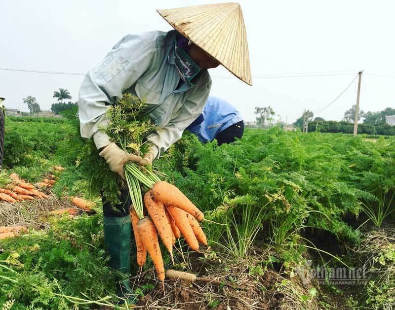 Giai cuu gap 100 ngan tan san vat Hai Duong-Hinh-2