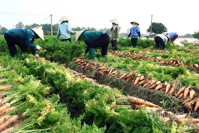 Giai cuu gap 100 ngan tan san vat Hai Duong