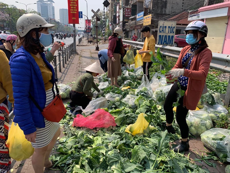 Dan Ha Noi chung tay giai cuu rau xanh cho nong dan Hai Duong-Hinh-7