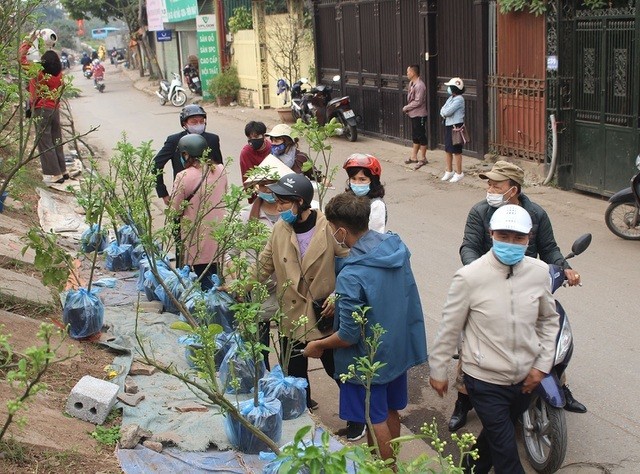 Dan Ha thanh vung tien lay ca cay lan chau hoa buoi-Hinh-2