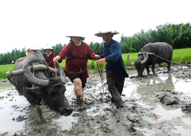 Ru Tay ra dong cuoi trau, dan Hoi An thu tien do-Hinh-4