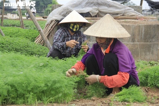 Rau xanh re nhu beo, nong dan bo day dong lam phan bon-Hinh-5