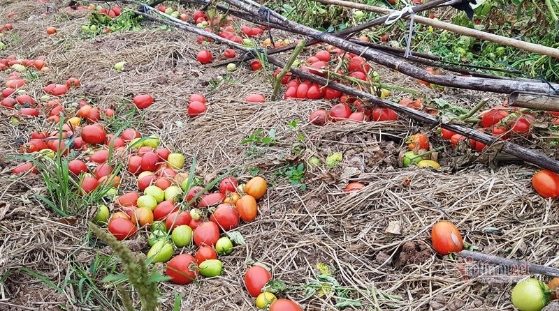 1.000 dong 3kg ca chua, vut thoi do ruong-Hinh-4