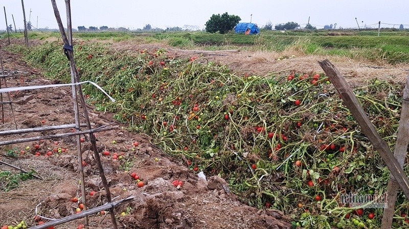 1.000 dong 3kg ca chua, vut thoi do ruong-Hinh-8