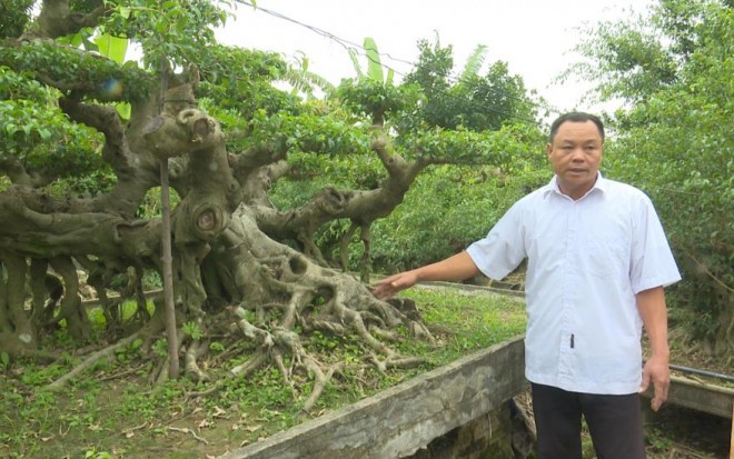 Dan sanh co the la, gia khung cua anh nong dan Thai Binh