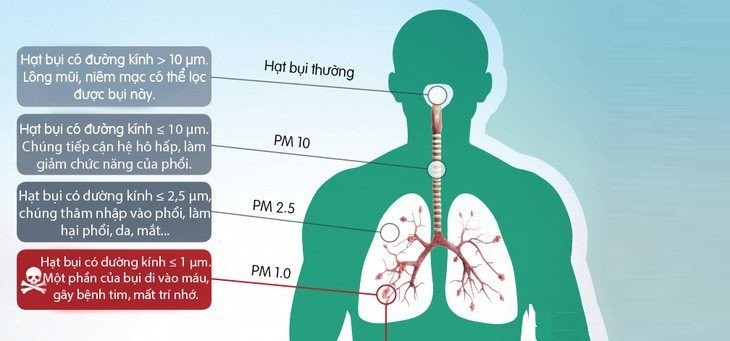 8 loai thuc pham giup bao ve va thanh loc phoi truoc bui min-Hinh-2