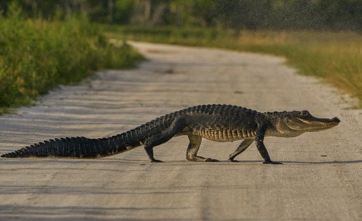 Ca sau xuat hien tran lan o bang Florida