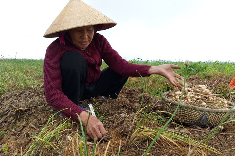 Dac san xu Nghe re chua tung co, do bo ve Ha Noi-Hinh-2