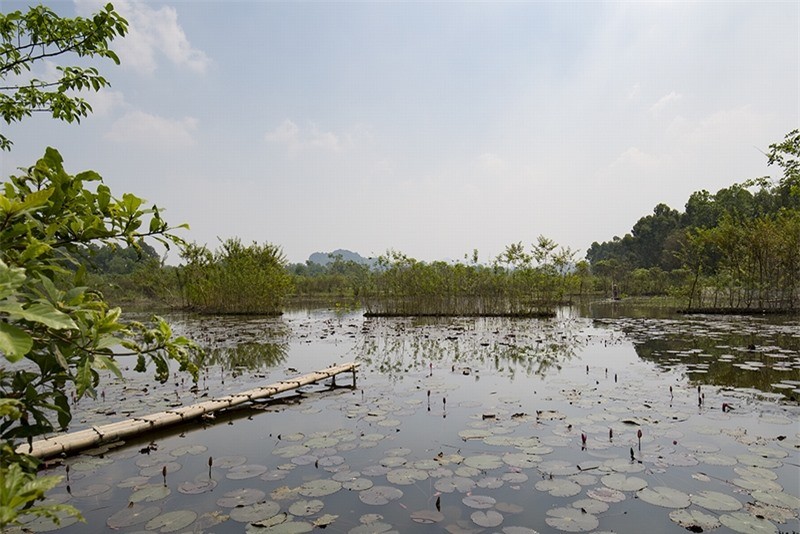 Ngat ngay voi sac tim mua hoa sung chua Huong-Hinh-14