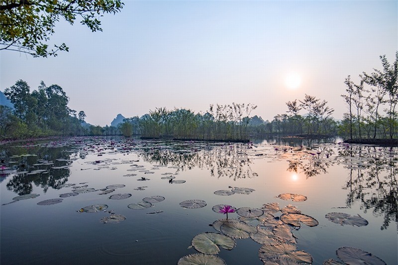 Ngat ngay voi sac tim mua hoa sung chua Huong-Hinh-2