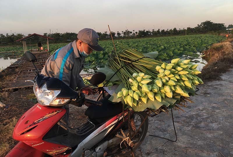 Ky luc trieu bong hoa sen cua anh nong dan Ha Noi-Hinh-5