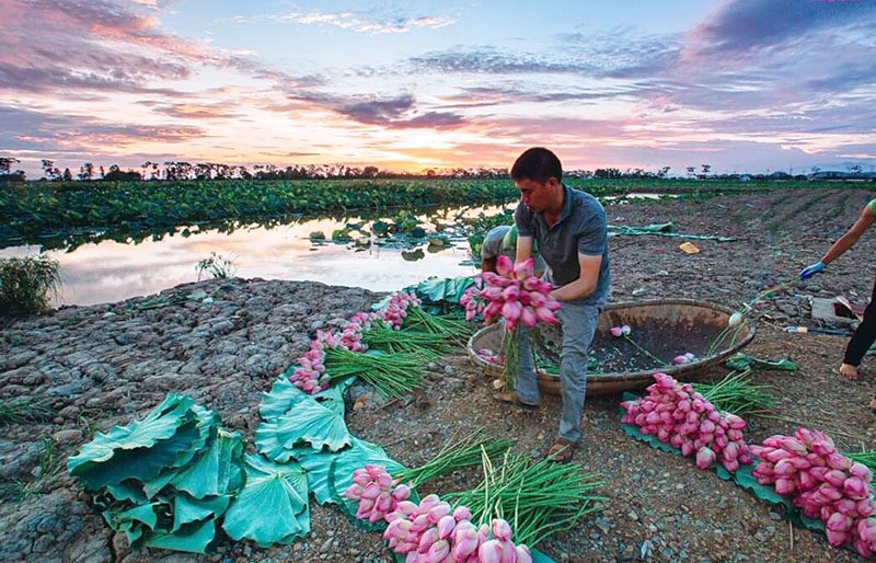 Ky luc trieu bong hoa sen cua anh nong dan Ha Noi-Hinh-2