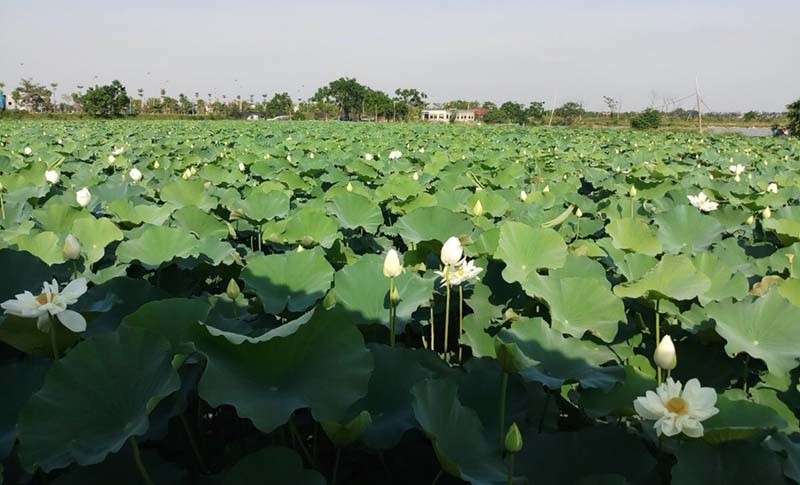 Ky luc trieu bong hoa sen cua anh nong dan Ha Noi-Hinh-6