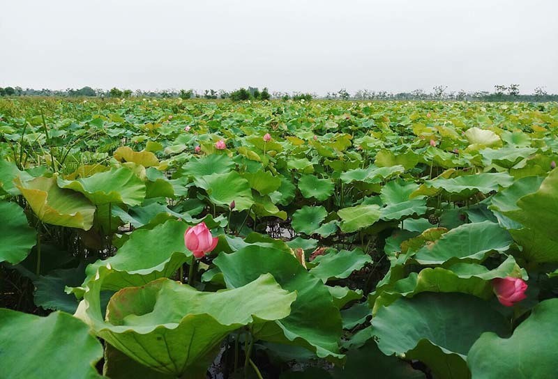 Ky luc trieu bong hoa sen cua anh nong dan Ha Noi