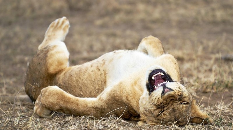 Một chú sư tử con tại Vườn Quốc gia Serengeti ở Tanzania dường như đang &quot;cười lăn cười bò&quot; trong bức ảnh của nhiếp ảnh gia Giovanni Querzani.