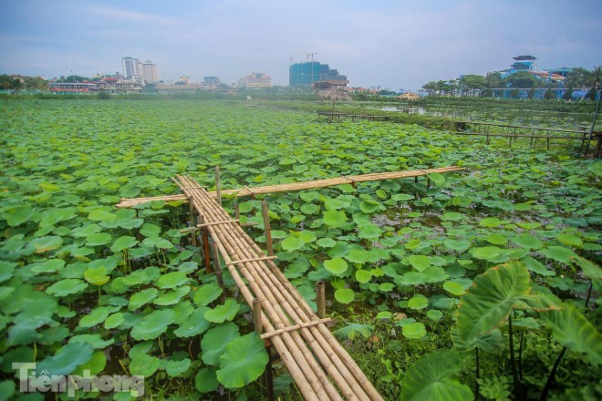 Dam sen noi tieng Ha Noi bung no, dich vu an theo e am vi COVID-19-Hinh-10