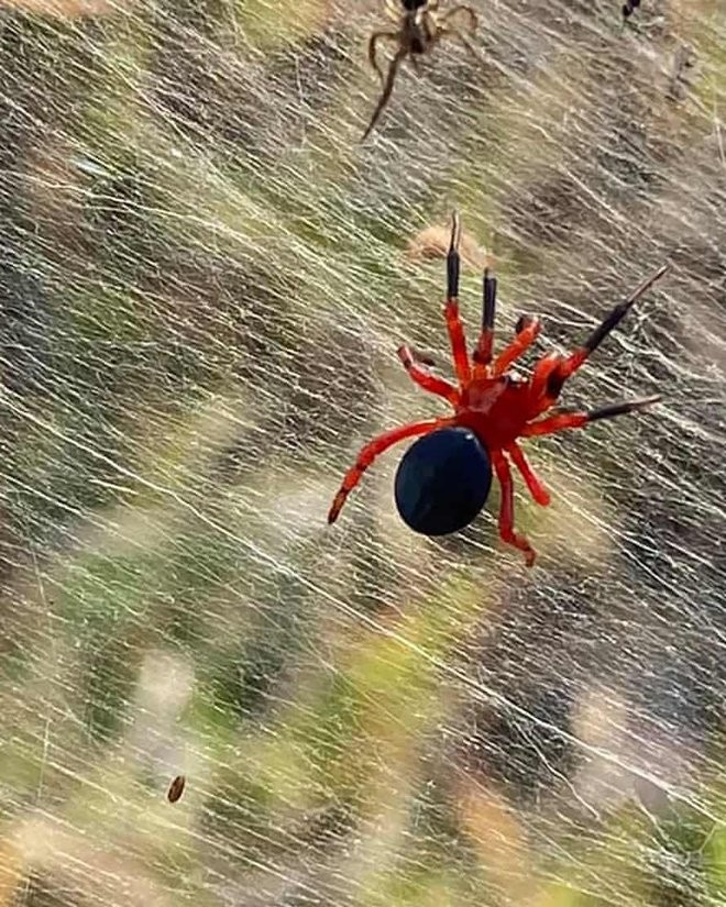 Đời sống - Nổi da gà trước mạng nhện khổng lồ kinh hoàng ở Úc