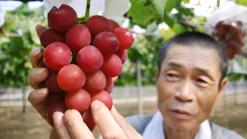 Loai hoa qua mua he tuong quen thuoc ma dat khong tuong-Hinh-8