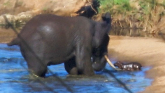 Voi khong lo dien cuong giay xeo ha ma con va cai ket kho tin-Hinh-8