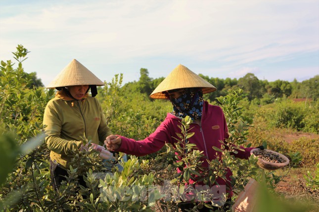 Do xo di hai sim rung, nong dan kiem bon tien moi ngay