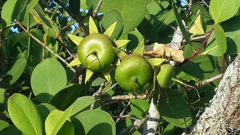 Trai ban xuat khau sang nuoc ngoai ban gia dat-Hinh-2