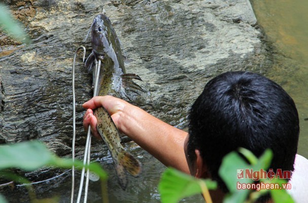 5 loai ca dac san nao quy hiem nhat o mien Tay tinh Nghe An-Hinh-3