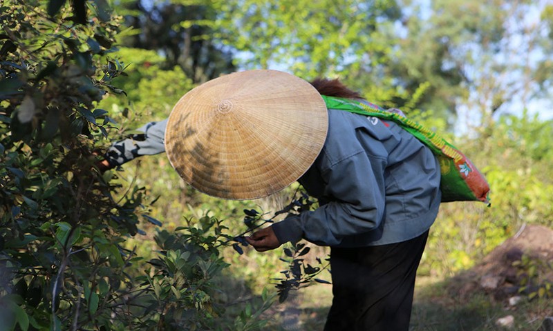 Qua dai tim day doi, bat ngo dat gia vi quy ong san lung-Hinh-8