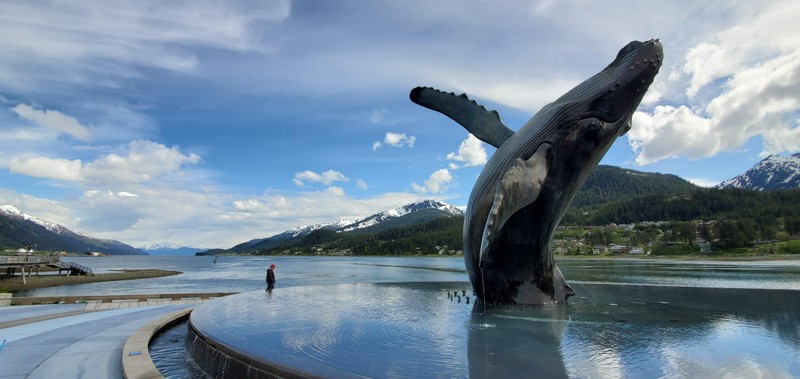 Vang du khach, ca voi Alaska hanh phuc hon bao gio het