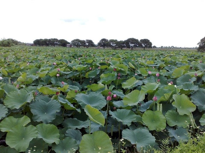 La sen bo day dam nay duoc phoi lam tra, gia 90 ngan dong/kg