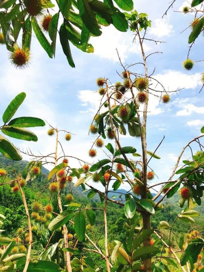 Loai chom chom la ai cung tuong nhap ngoai, tim hieu nguon goc dan Viet moi nga ngua-Hinh-3