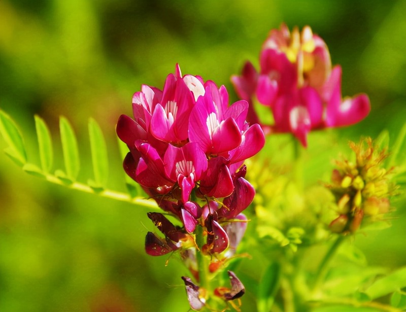 Sinh ngay Am lich nay, sang thang 9 su nghiep khoi sac, moi su hanh thong-Hinh-4