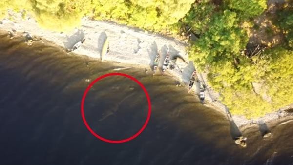 Văn hoá - Xuất hiện video ghi lại hình ảnh “quái vật hồ Loch Ness” gây tranh cãi