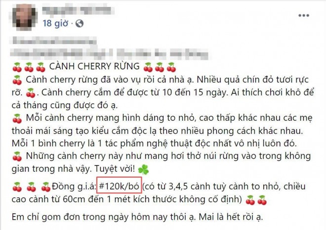 Ro con sot cam cherry rung, hang ve den dau het den do-Hinh-3